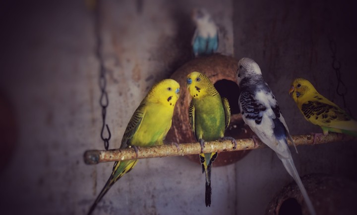 birds which are in love!