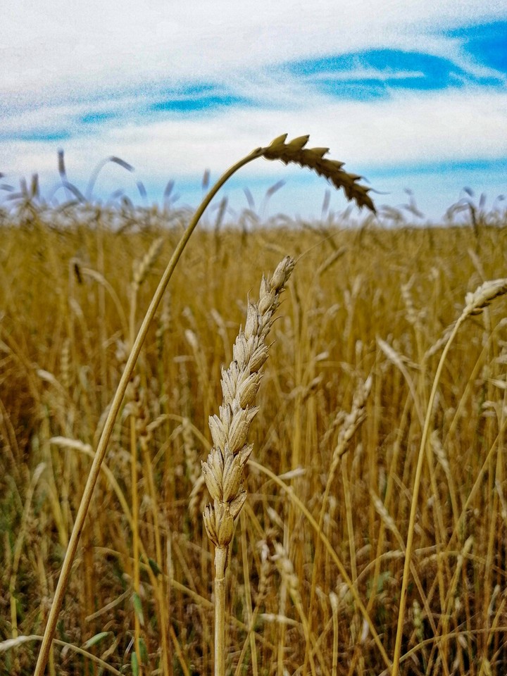 Рожь