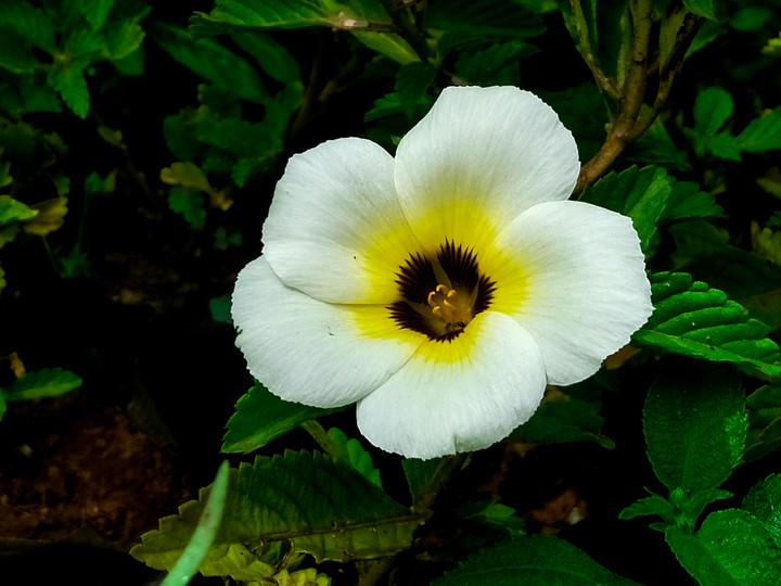 beautiful white flower