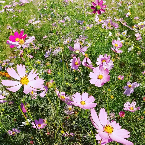 petal, grass wallpapers