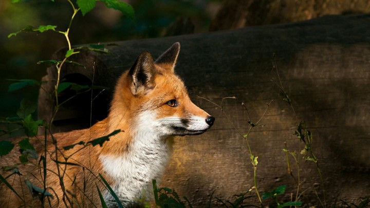 Fox
