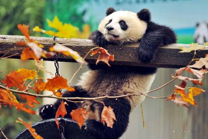 panda