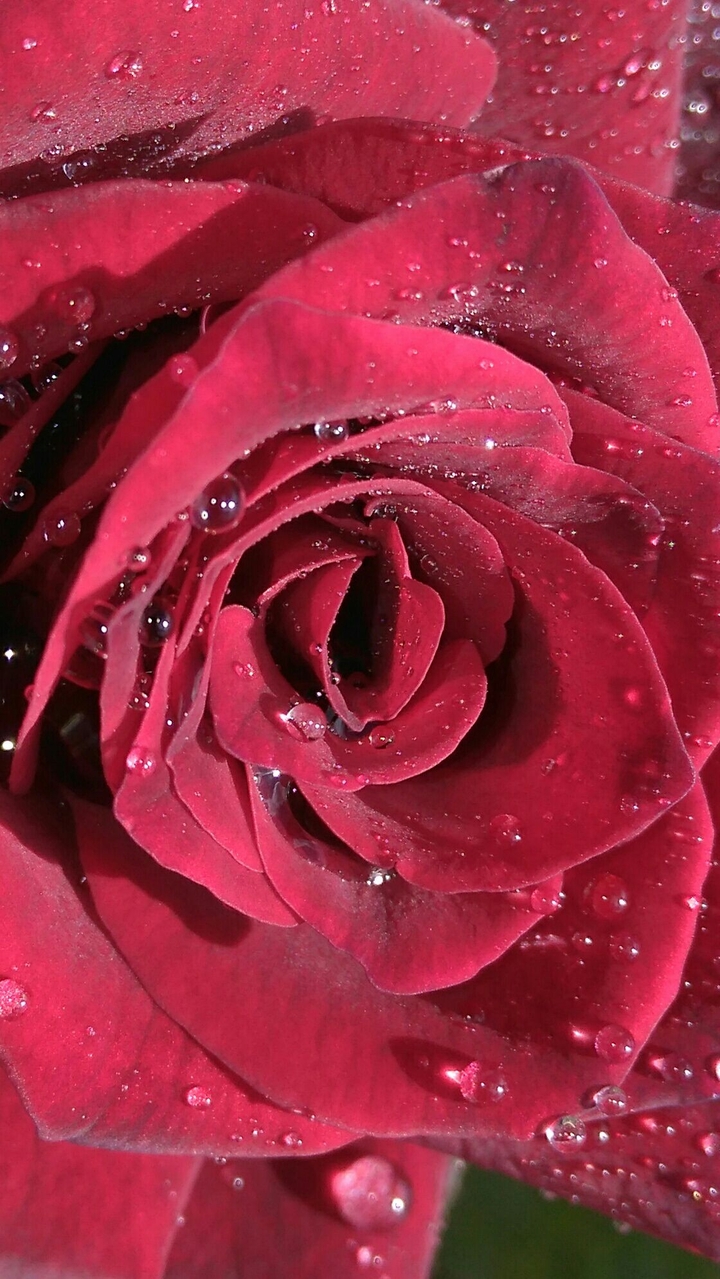 Rose_HAC