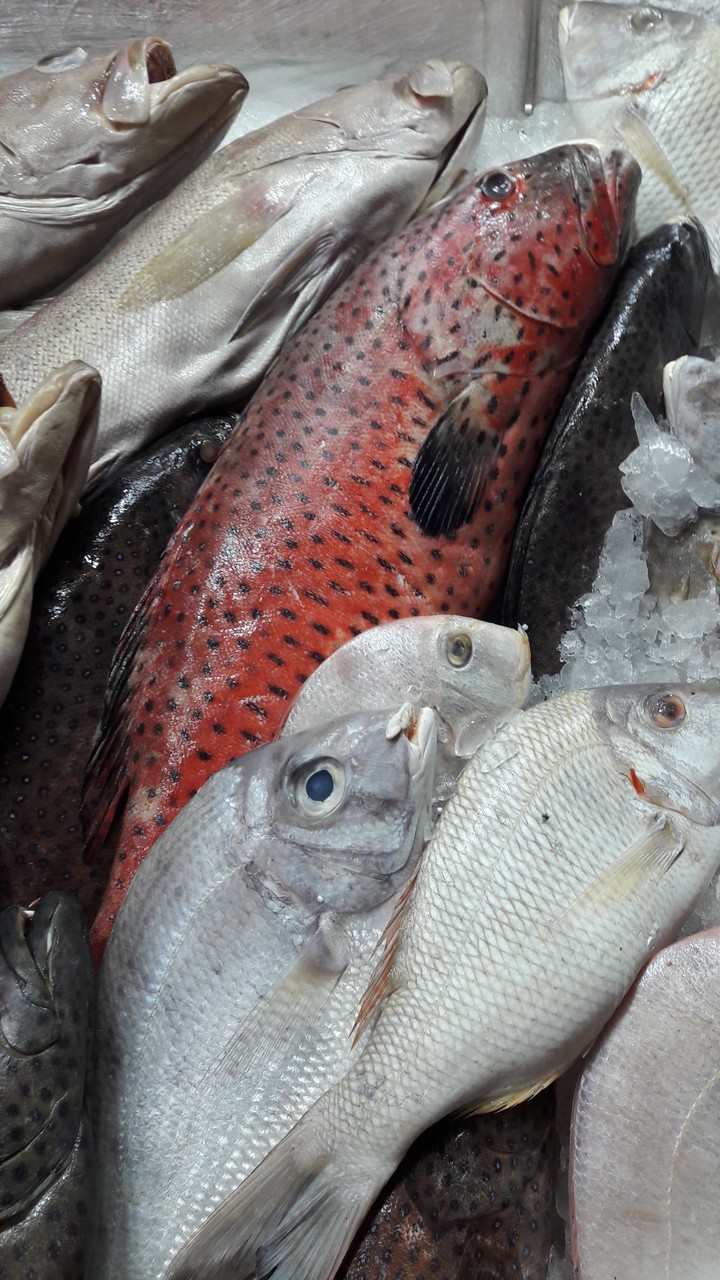 Fish