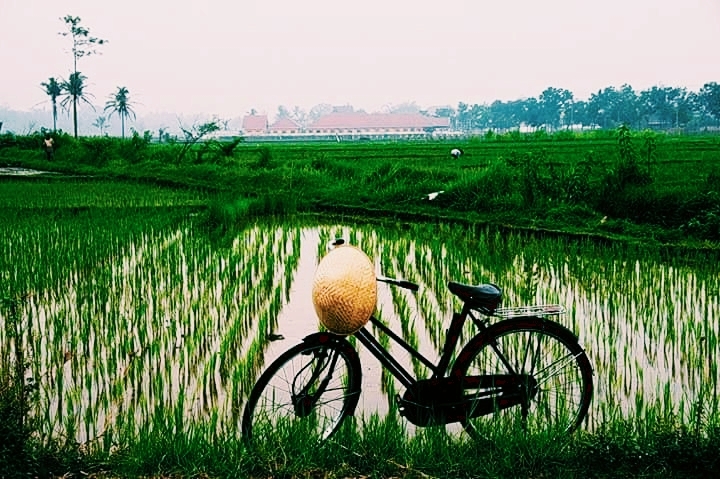 ricefield