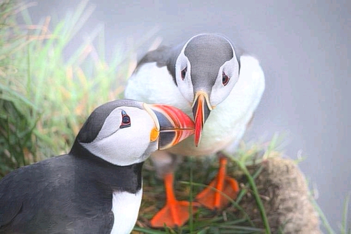 Puffins talking