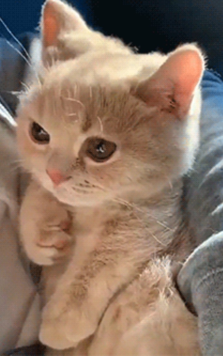 Jr