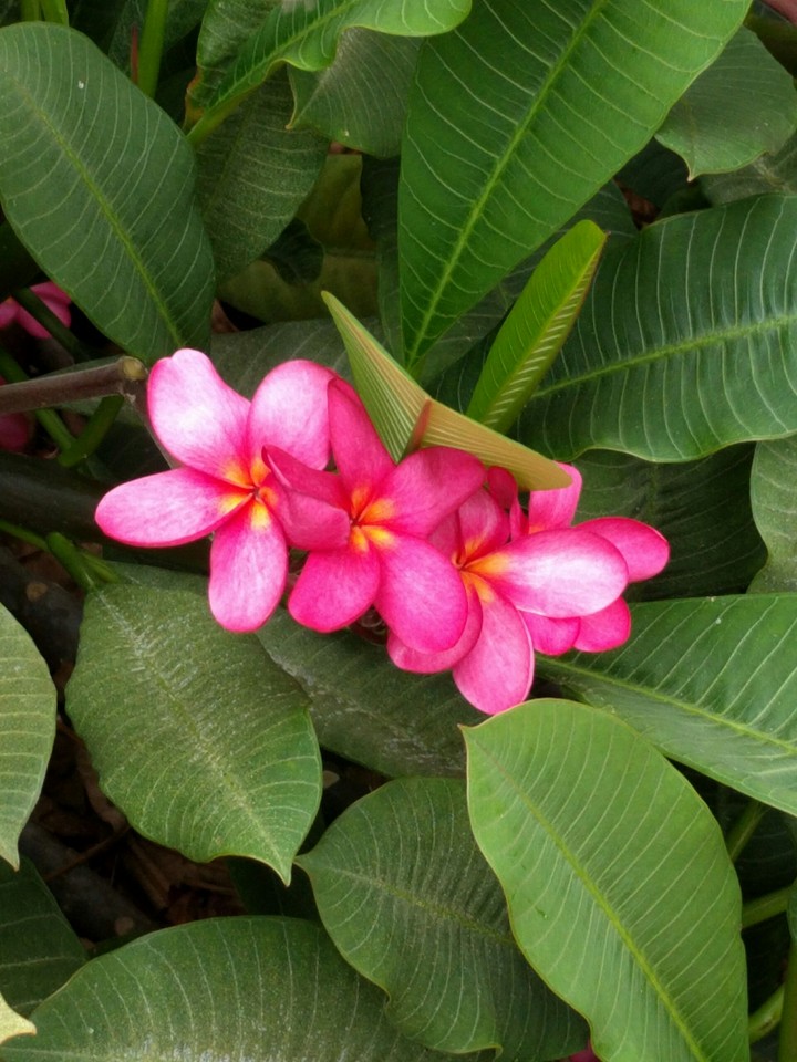 flowers