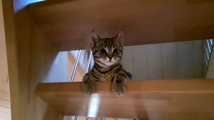 Барсик