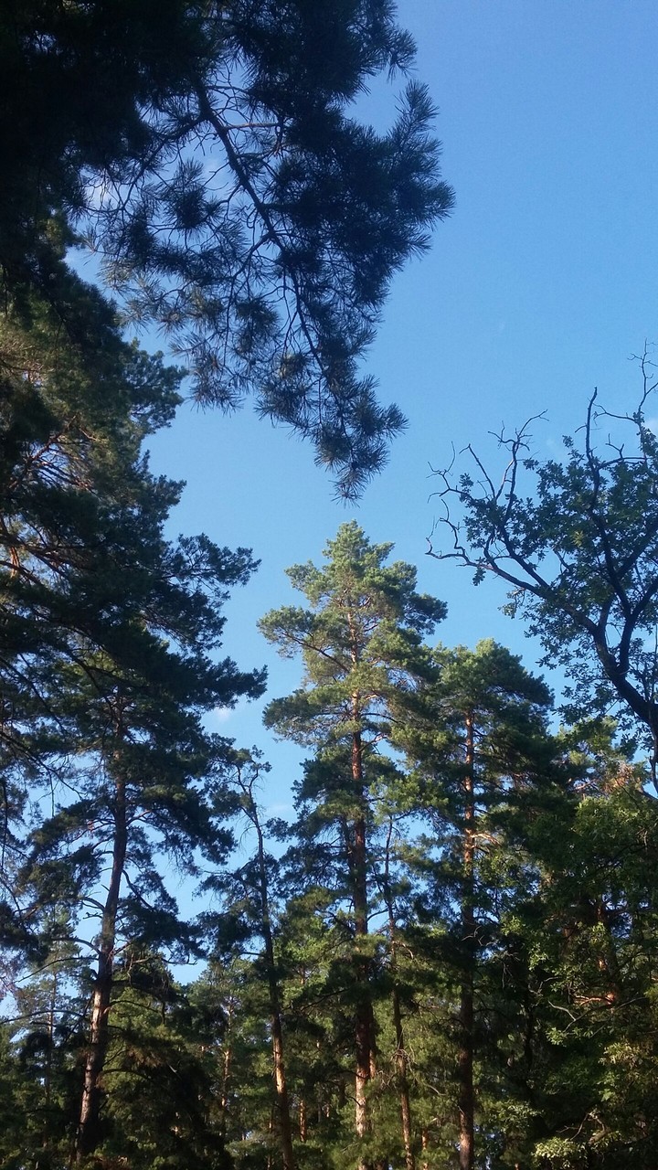 trees