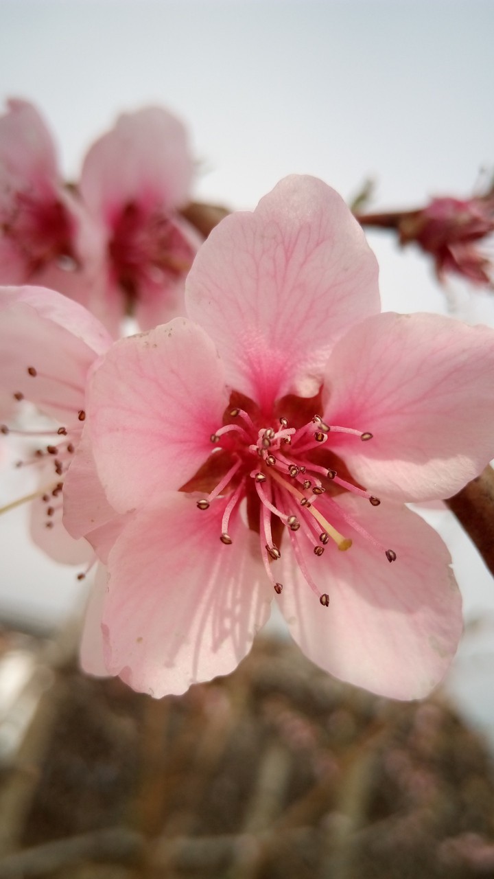 Peach flower