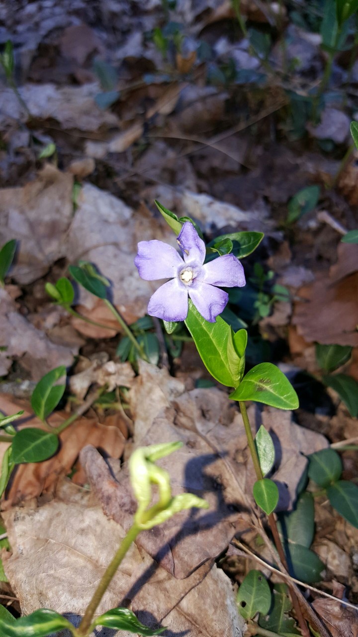 Ohio Wildflower
