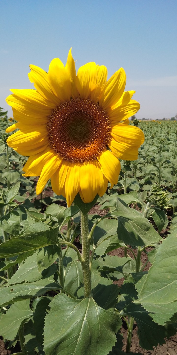 Sunflower at my farm