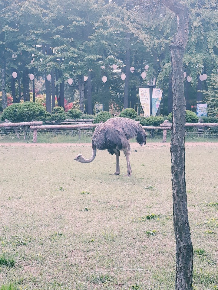 바보 타조