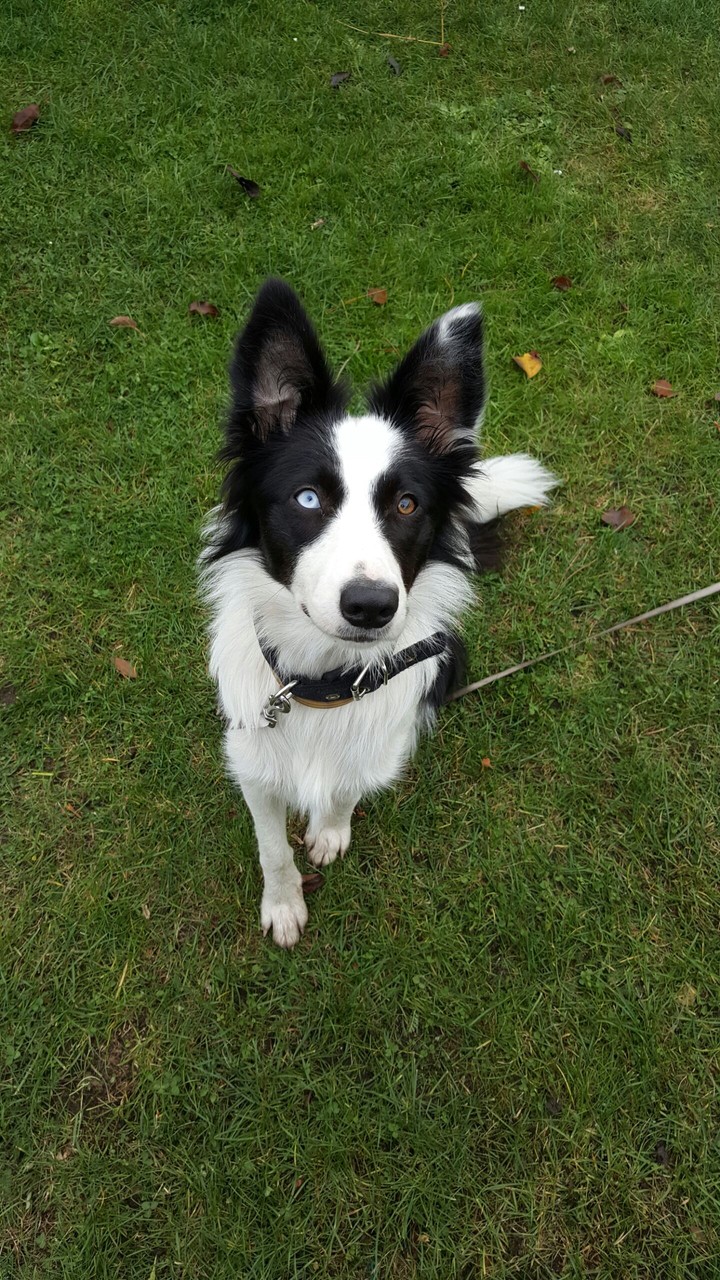 Different coloured eyes