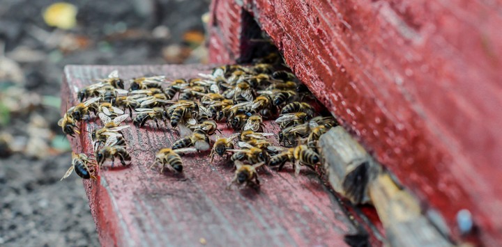 Bees