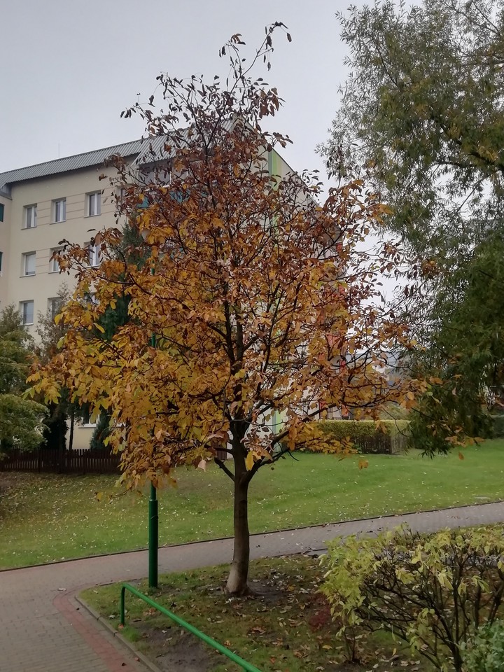 Piękne Polskie drzewo jesienną porą ????