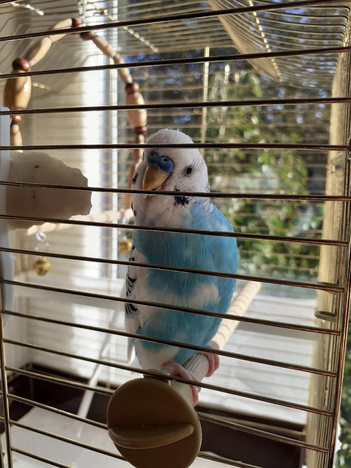 Name : Boncuk