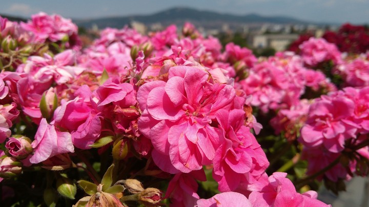 PINK Flowers