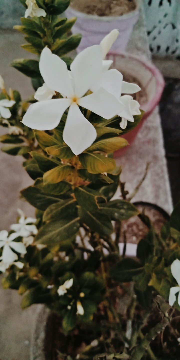flawer