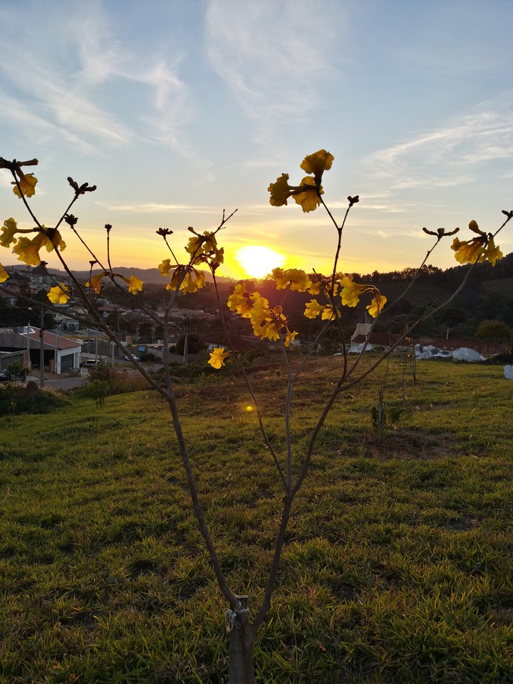 ipê