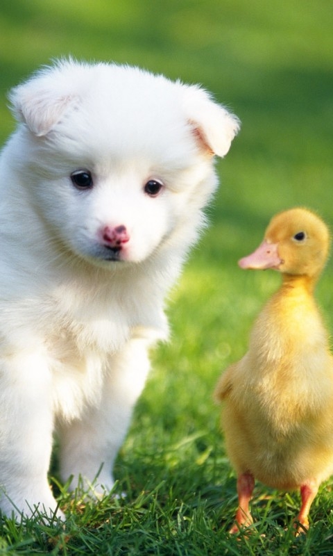Duck and dog