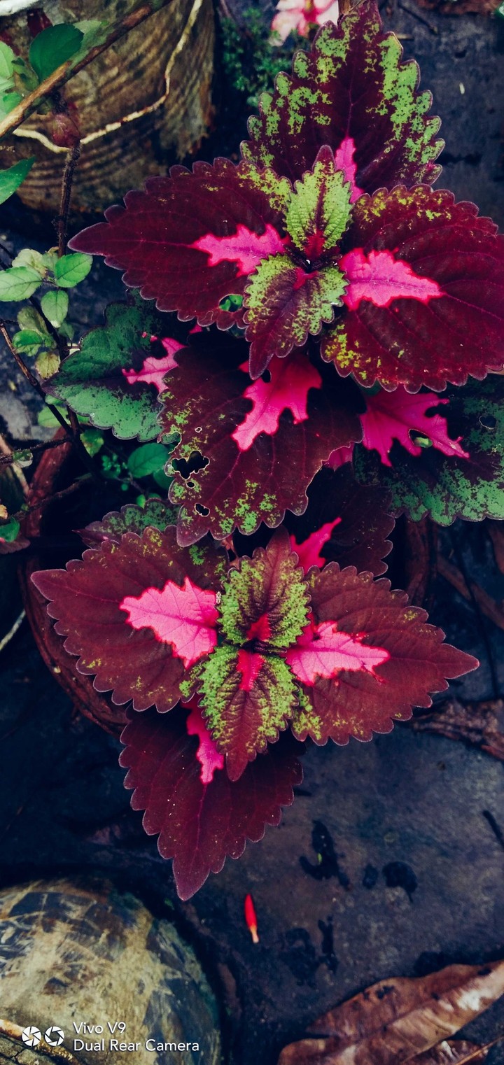Leaf