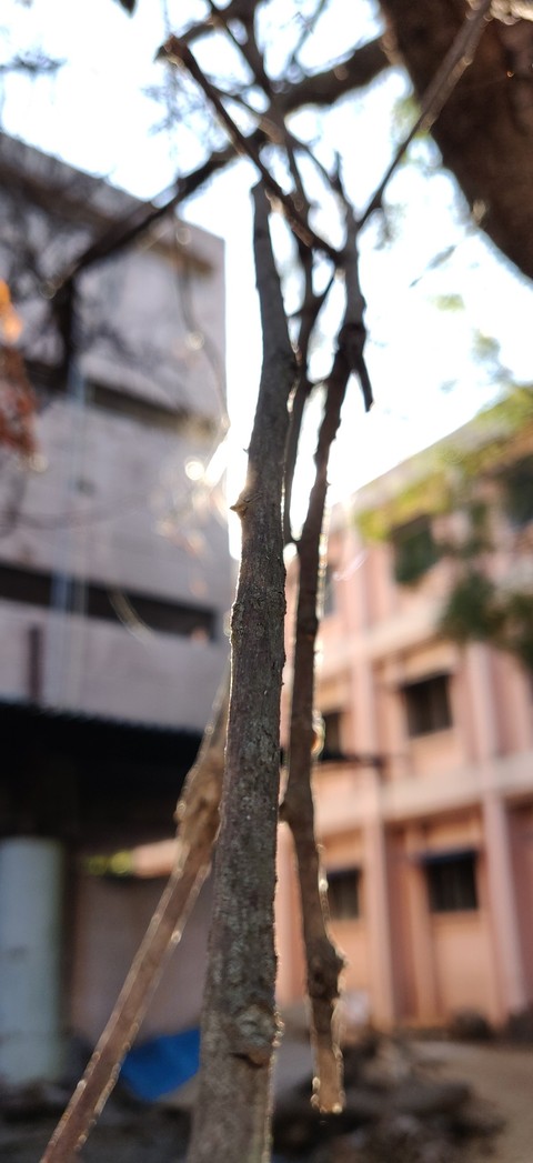 Groot