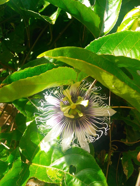 Passion Fruit Flower