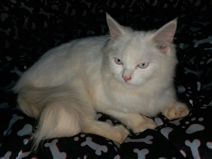 White Cat