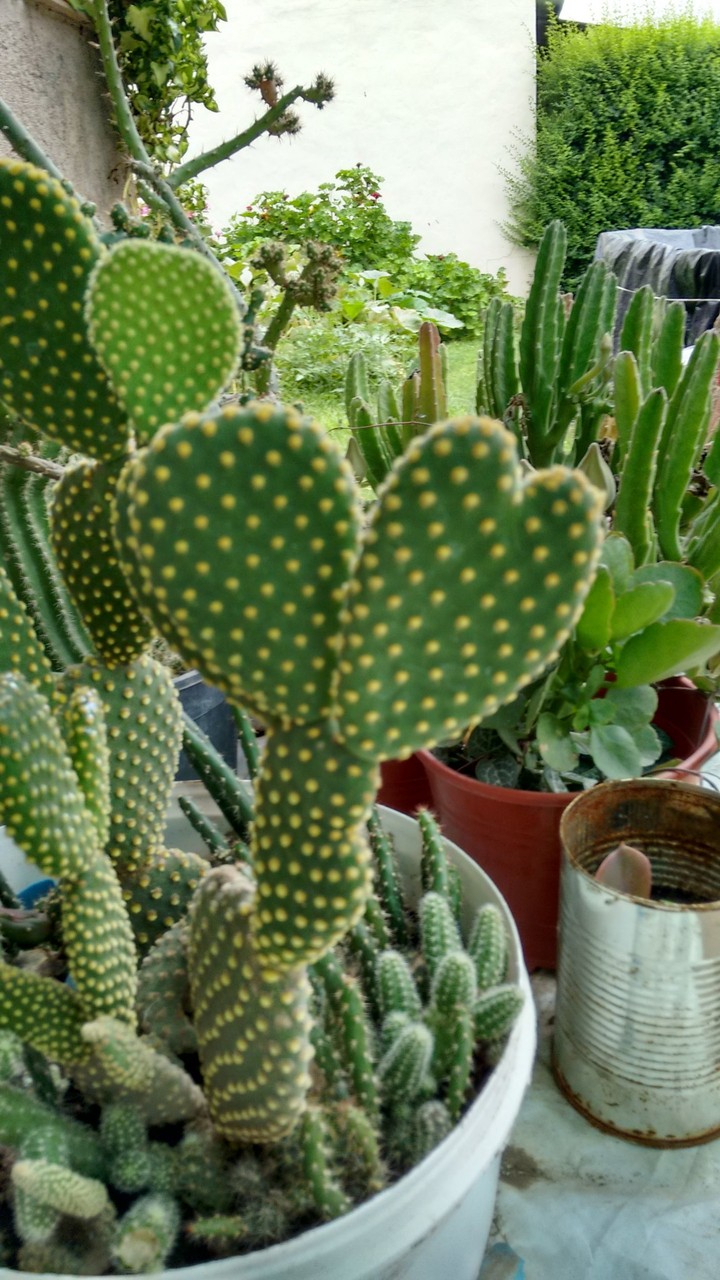corazón espinado
