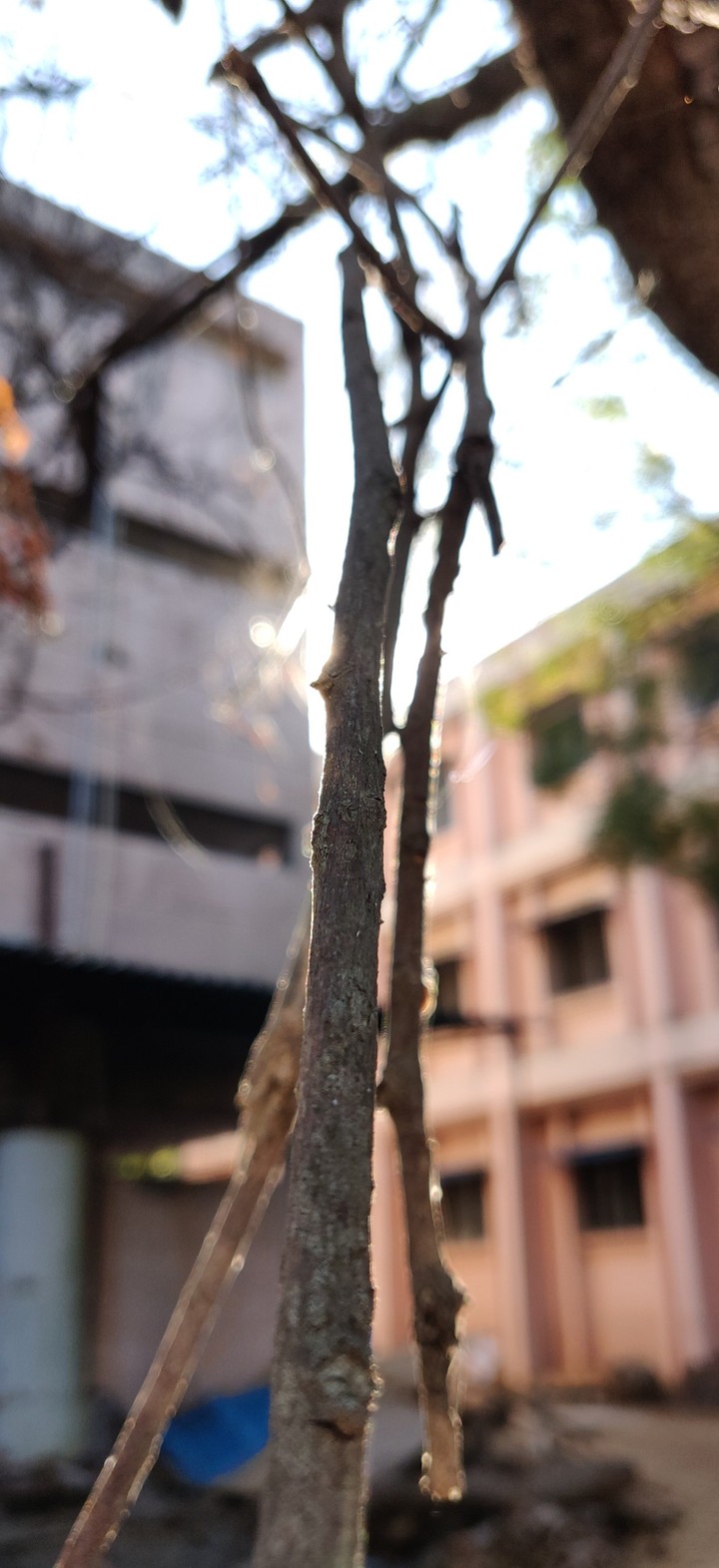 Groot