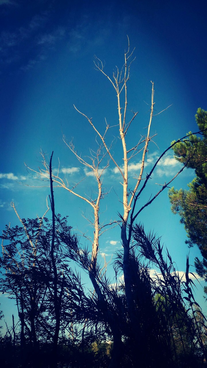 wood