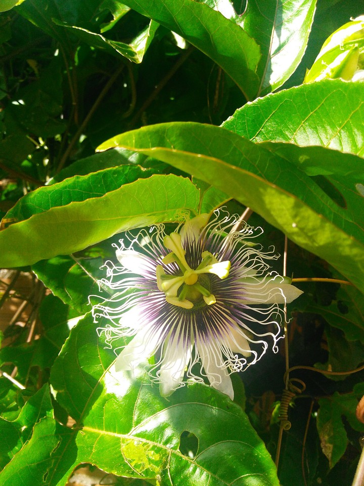 Passion Fruit Flower