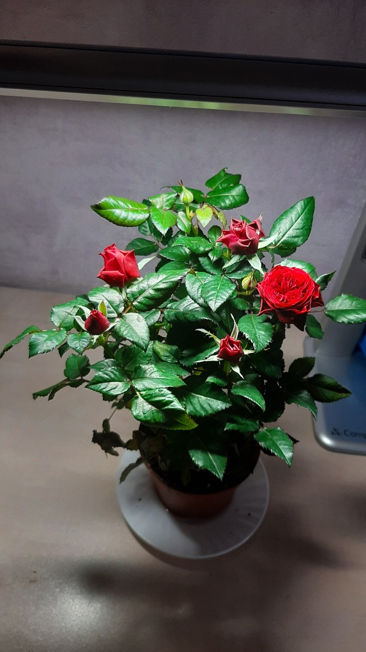 Розы