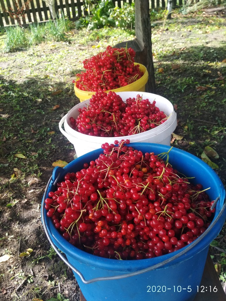 урожай