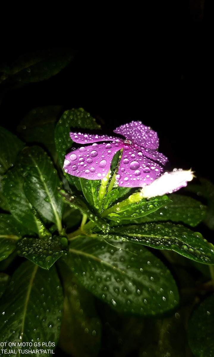 periwinkle