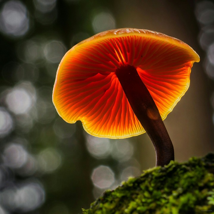 magic mushroom