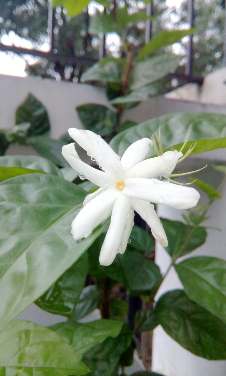 jasmine