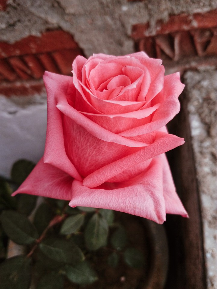 rose