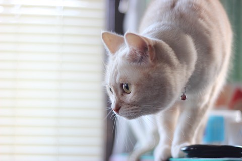 cat