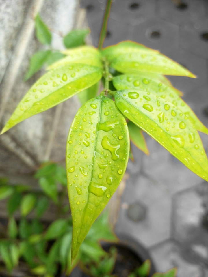 Green leaves