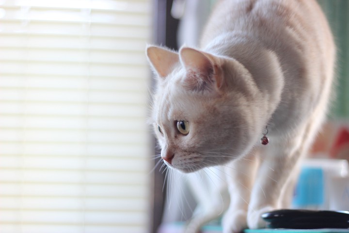 cat
