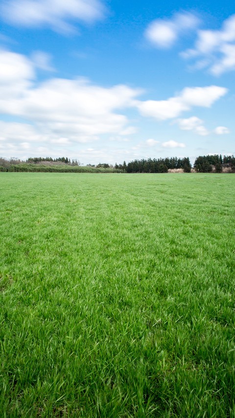 Grass field