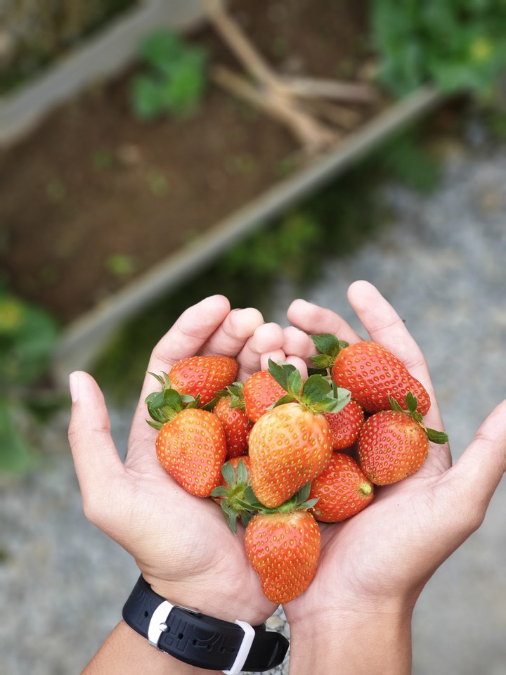 Heart of Strawberry