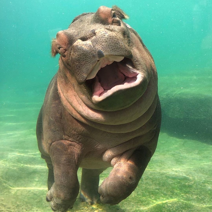 animal