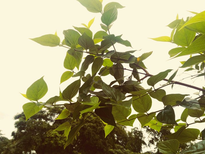 nature
