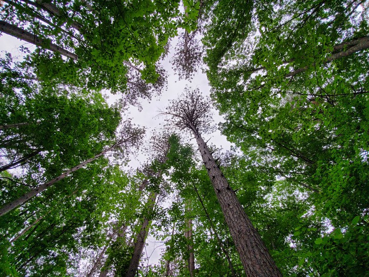 Trees on a cloudy day
