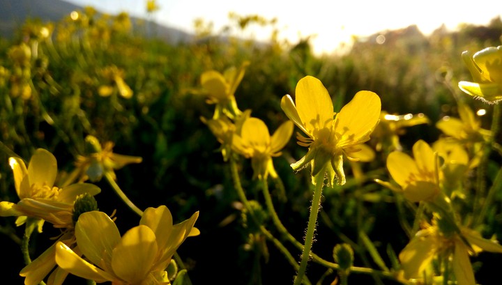 Sonqor fields
