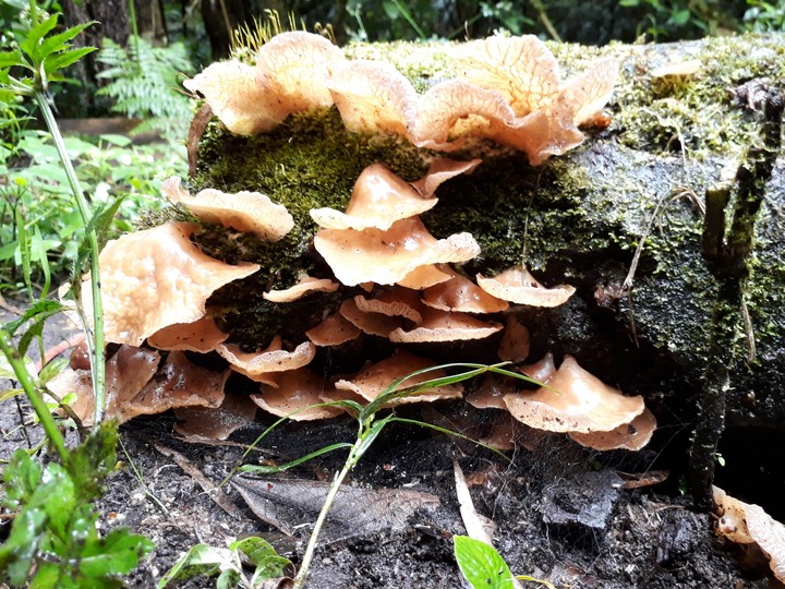 hongos